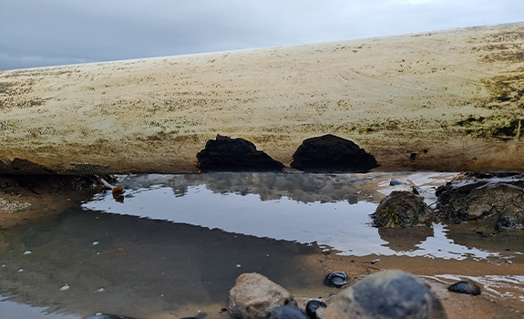 An exposed pipe showing coating damage to its underside above a puddle of water