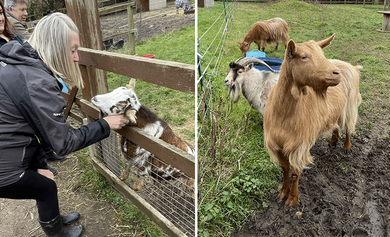 Deen City Farm - Denso